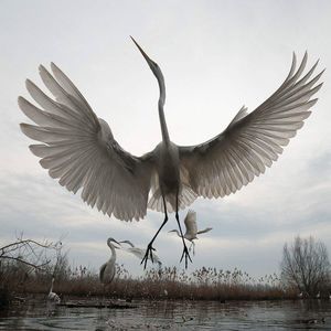 Meet your Posher, Dana